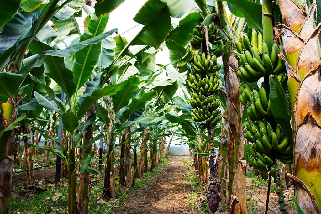 How Banana Leaf Is Used For Cooking Around The World